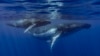 How Do Whales 'Sing?'