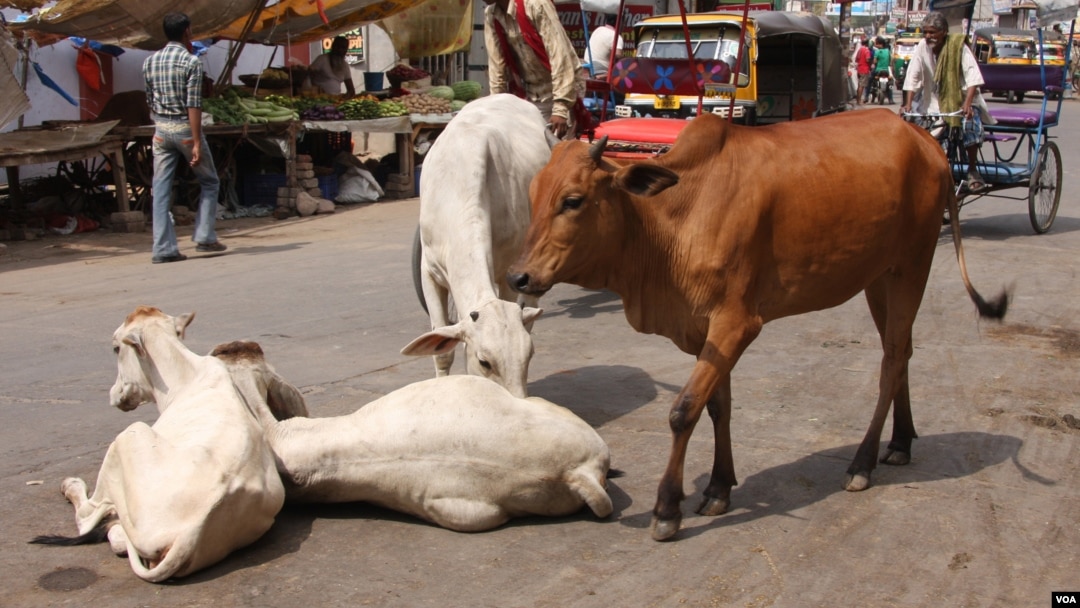 Homeless cows roam the streets of Hindu holy city Mathura, north India, April 19, 2022. In Hindu-majority India, cow slaughter is banned in many states where homeless cows roam in the open. (Shaikh Azizur Rahman/VOA)