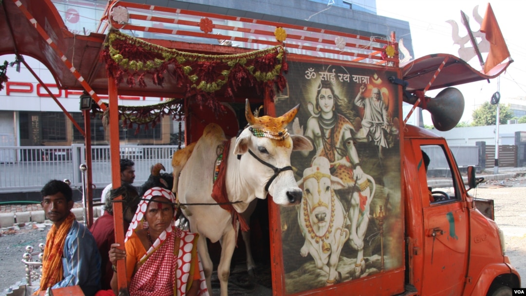 FILE - A Hindu religious group campaigns against cow slaughter in Kolkata, ahead of the Muslim festival of Eid-ul-Adha festival in 2021. During the annual Eid-ul-Adha festival hundreds of thousands of cows are sacrificed in India. (Shaikh Azizur Rahman/VOA)