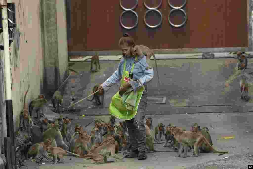 A worker chases monkeys away from a customer in front of an auto-part shop in Lopburi Province, north of Bangkok, Thailand. A Thai town, run ragged by its ever-growing population of marauding wild monkeys, began the fight back Friday, using trickery and ripe tropical fruit.