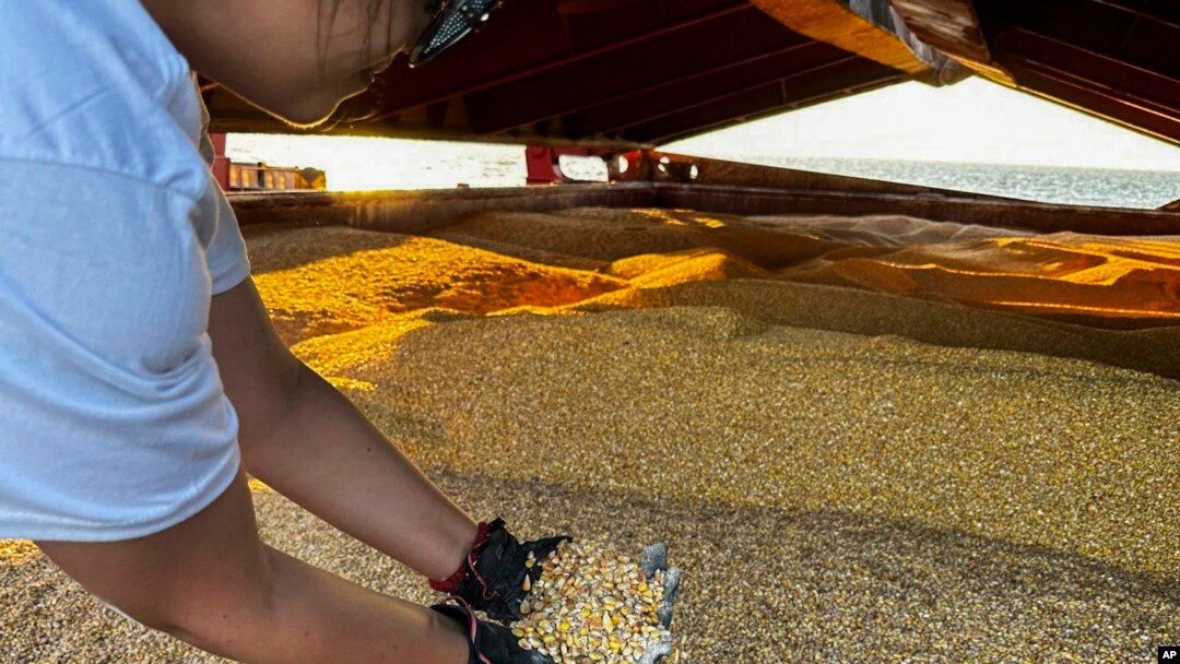 In this photo released by the UN, an official inspects the cargo ship TQ Samsun, which traveled from Odessa, Ukraine, loaded with grain, while anchored in the Black Sea near the entrance of the Bosphorus Strait in Istanbul, Turkey, July 17, 2023.