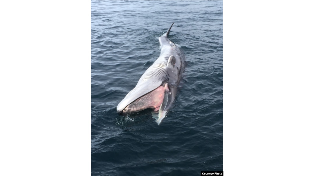 Floating fin whale in Alaska. (Credit: Briana Witteveen)