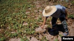 FILE - Local farmer Chen Xiaohua, 68, shows his dead sweet potato plants after all his crops perished as the region is experiencing a drought in Fuyuan village in Chongqing, China, Aug. 19, 2022.