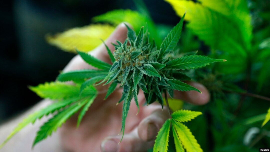 Resultados de reporte podría encender nuevamente el debate para la legalización de la marihuana a nivel nacional.