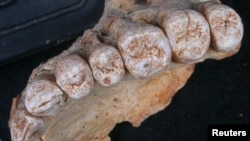 A close-up view of the teeth accompanying the left maxilla of human remains from Misliya Cave in Israel, the oldest remains of our species Homo sapiens found outside Africa, is provided in this photo released, Jan. 25, 2018.