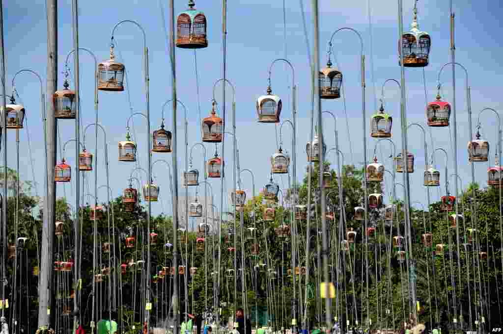 Birds sit in their cages during a bird-singing contest in Thailand's southern province of Narathiwat.