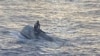 Naufragio frente a costa de Florida deja a 39 personas desaparecidas