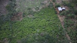 Los cultivos de coca aumentan en Colombia y el gobierno dice que la erradicación fracasó
