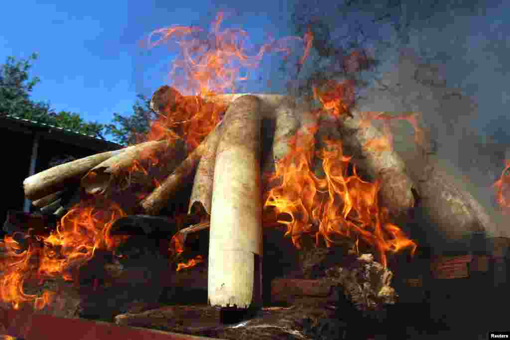 Flames rise from confiscated pieces of ivory as they are burned along with illegal wildlife parts by Myanmar's Ministry of Natural Resources and Environmental Conservation in Naypyidaw, Myanmar.
