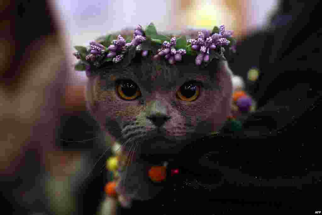 A cat is presented during "the "3rd International Pursaklar Cat Beauty Fest" in Ankara, Turkey.