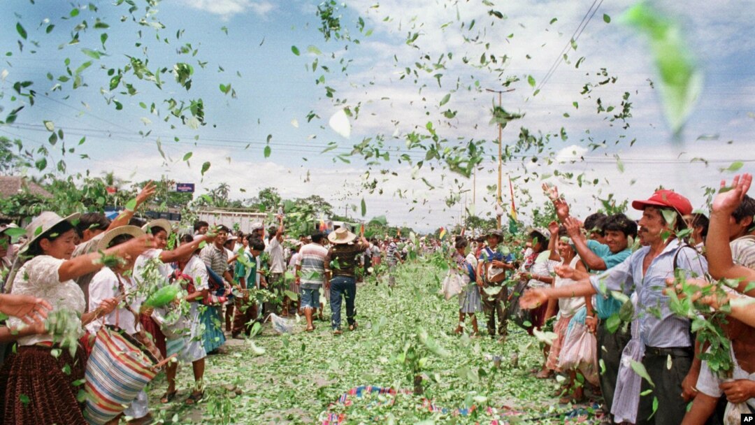 Cultivadores de coca en Bolivia lanzan hojas de la planta como protesta en Chimore, Bolivia, en el año 2000, cuando prematuramente se dijo que el país había ganado la guerra contra la expansión de esos cultivos. Bolivia es ahora el segundo productor de la