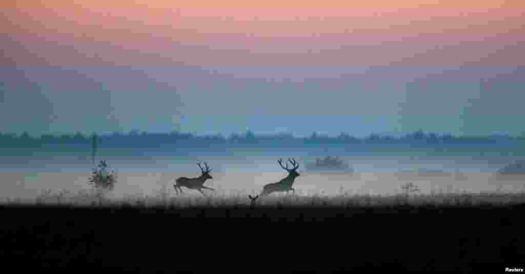 Male deer run in a field in Republican landscape reserve "Naliboksky" near the village of Kozliki, Belarus.