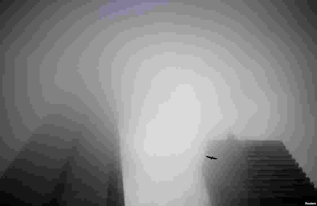 A pigeon flies into the early morning mist as fog engulfs The Shard in central London.