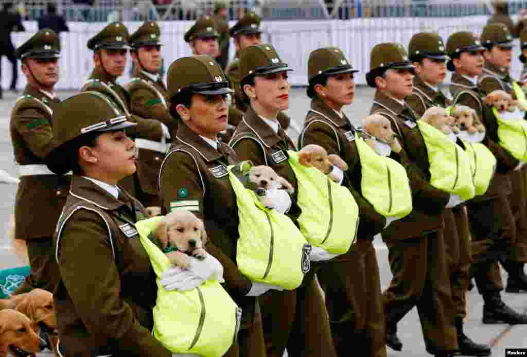 Chilean police officers march with the puppies of future police dogs during the annual military parade at the Bernardo O'Higgins park in Santiago, Sept. 19, 2018.