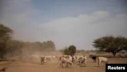 ፋይል -- ግጭት ክልተ ቀቢላታት ፈለማ ብመጋሃጫ ዝጀመረ ምዃኑ'ዩ ዝንገር