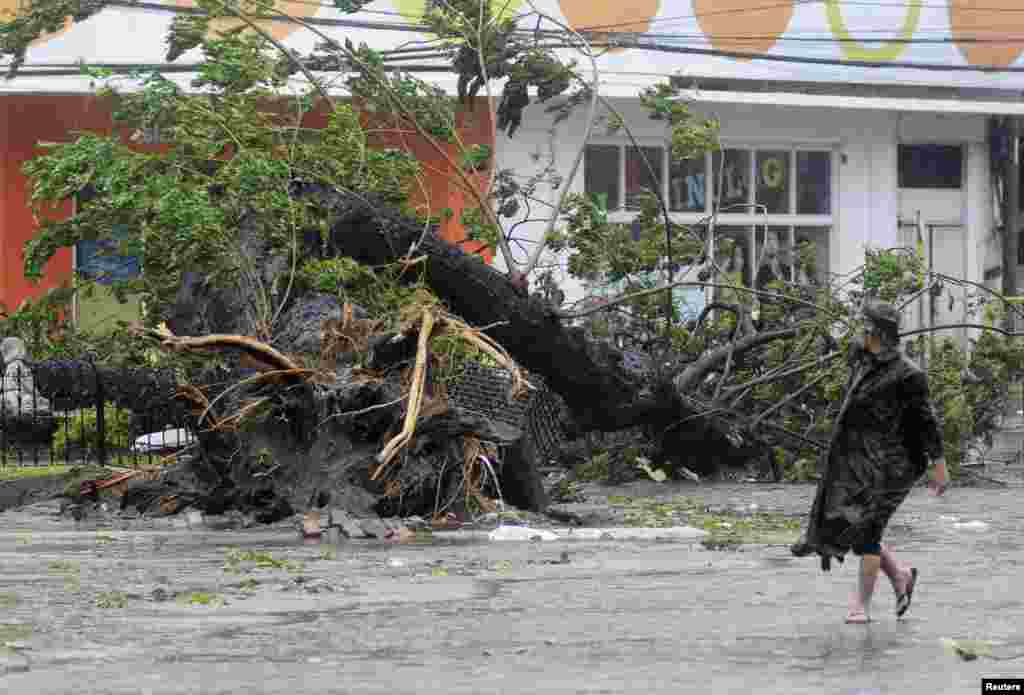 A man walks past a tree uprooted by strong winds brought by super Typhoon Haiyan that hit Cebu city, central Philippines, Nov. 8, 2013. 