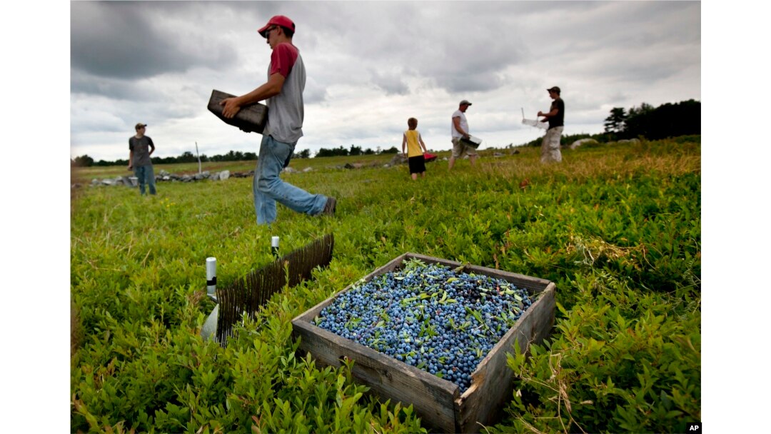 FILE - Workers harvest wild blueberries at the Ridgeberry Farm Friday, July 27, 2012, in Appleton, Maine. (AP Photo/Robert F. Bukaty, File)