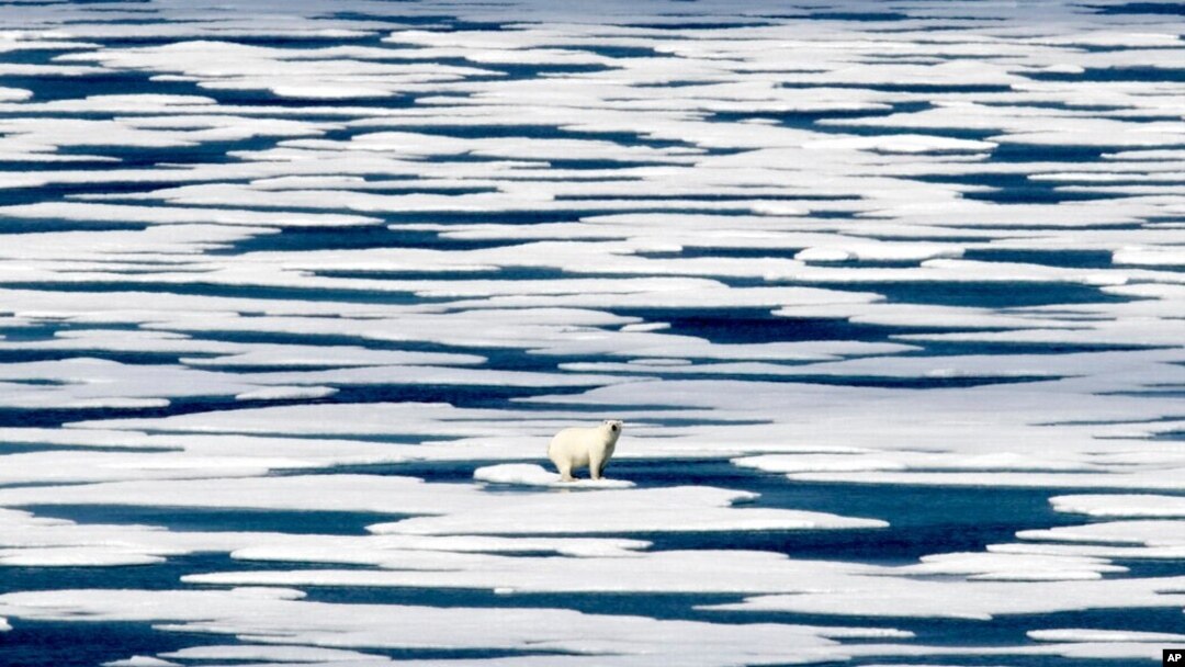 FILE - A polar bear stands on the ice in the Franklin Strait in the Canadian Arctic Archipelago, July 22, 2017. 