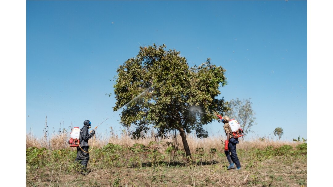 FILE - Soldiers of the Uganda People’s Defence Forces spray insecticide on trees where the locust swarms will land with the hopes of killing the locusts, in Otuke, Feb. 17, 2020.