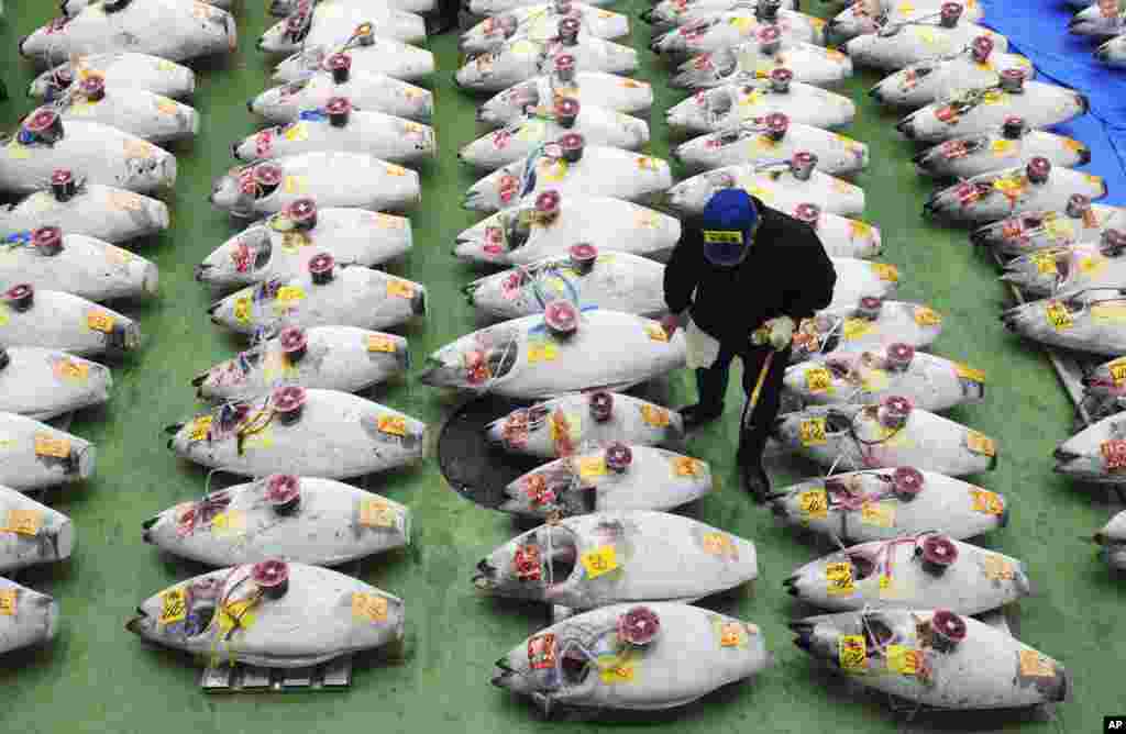 A prospective buyer looks at frozen tunas during the first auction at the newly opened Toyosu Market, new site of Tokyo's fish market, Japan.