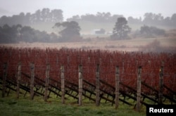 FILE - Rows of vines can be seen at an Australian winery.