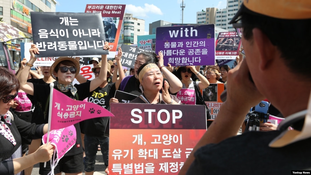 11일 말복을 맞아 동물보호단체 회원 등 50여명이 성남 모란시장에서 개 식용 반대 시위를 벌이고 있다. 
