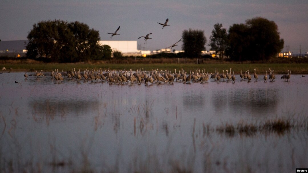 Sandhill cranes land in flooded fields at the Sandhill Crane Reserve near Thornton, California, Nov. 3, 2015. The state's ongoing drought has left millions of waterfowl that migrate from northern climes to California with fewer places to land, seek food.
