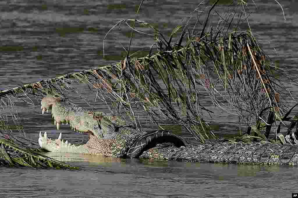 A crocodile trapped inside a rubber tire swims along a river's edge among debris left by a massive earthquake and tsunami that hit Indonesia last month.