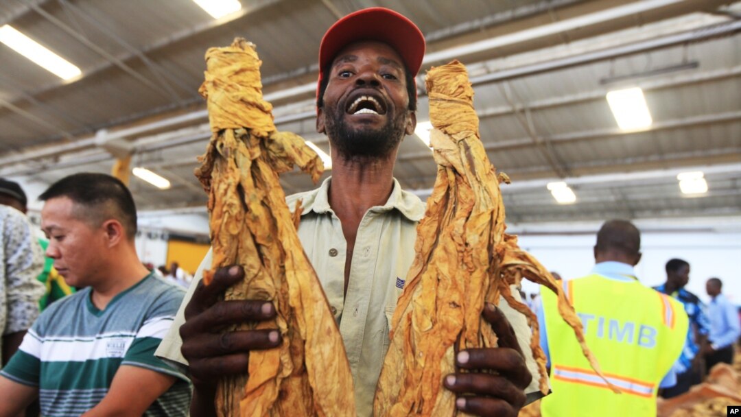 FILE - A tobacco farmer holds a sample of his crop during the opening of the Tobacco selling season in Harare, March 30, 2016.