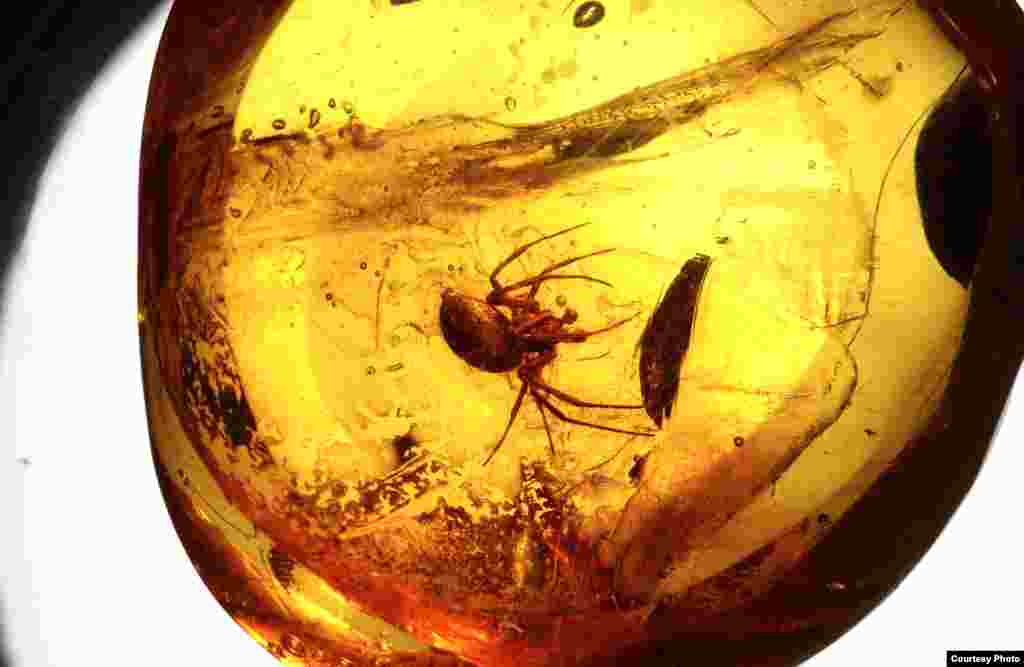 This spider was trapped in tree resin about 20 million years ago. Over time the resin fossilized into amber, preserving the animal inside. (© AMNH\D. Grimaldi)