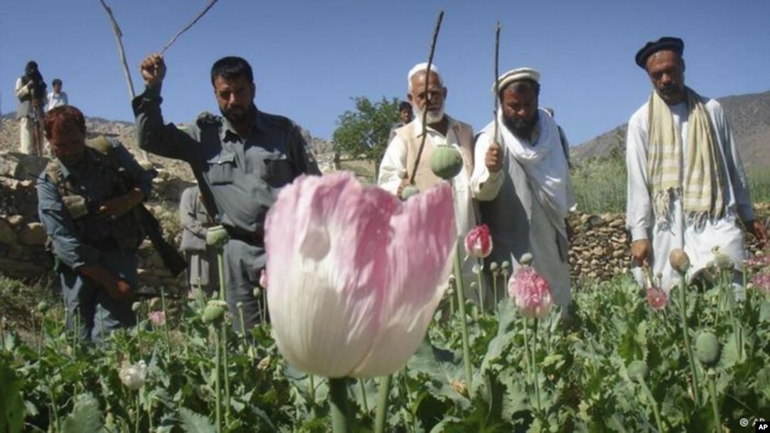 وزارت داخله: کاهش مشارکت عملیاتی سربازان خارجی، مبارزه با مخدرات را با چالش روبرو کرده است