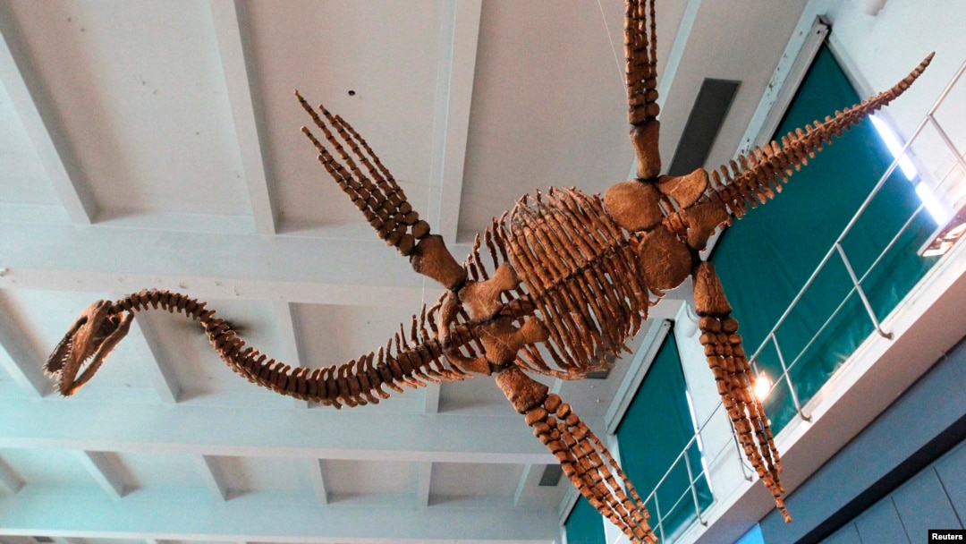 FILE - A replica of the Plesiosaur "Tuarangisaurus Cabazai" made from polyurethane foam is pictured on display at the Argentine Natural Sciences Museum in Buenos Aires in July 2013. 