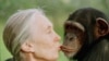 Exotic Animals Hunted or Protected American Café November 21 2017