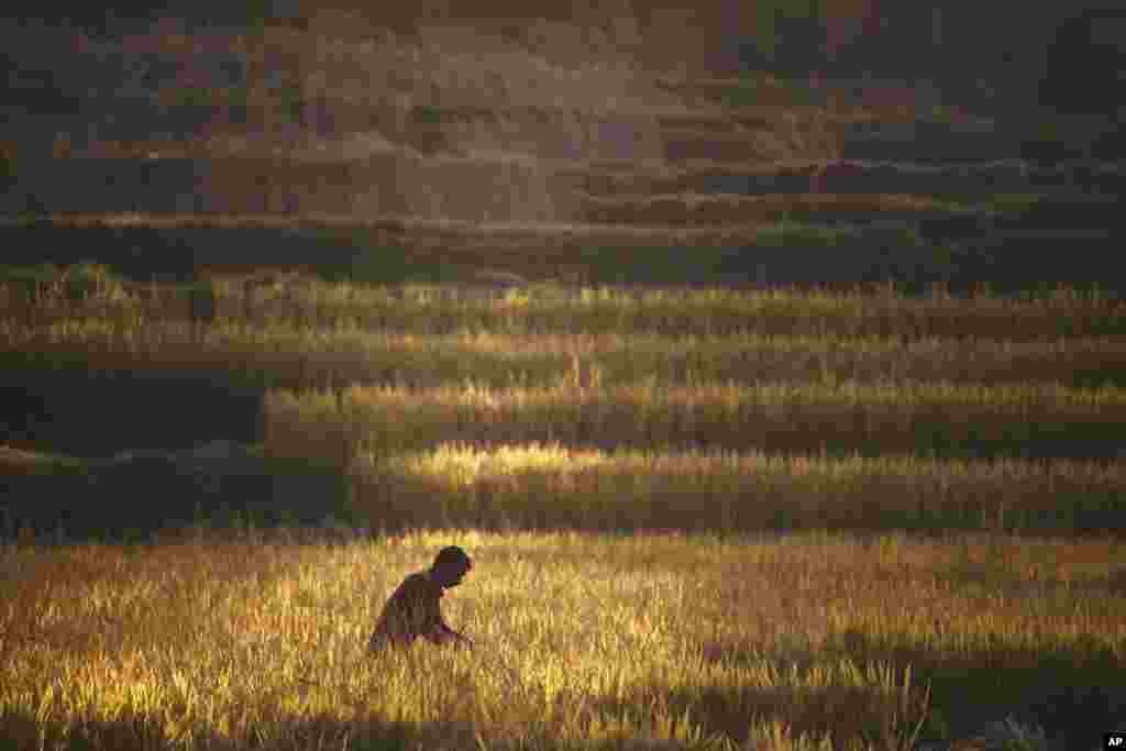 A Nepalese farmer harvests paddy in Chaukot, on the outskirts of Kathmandu.