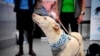 Finlandia prueba detectores caninos de coronavirus con buenos resultados