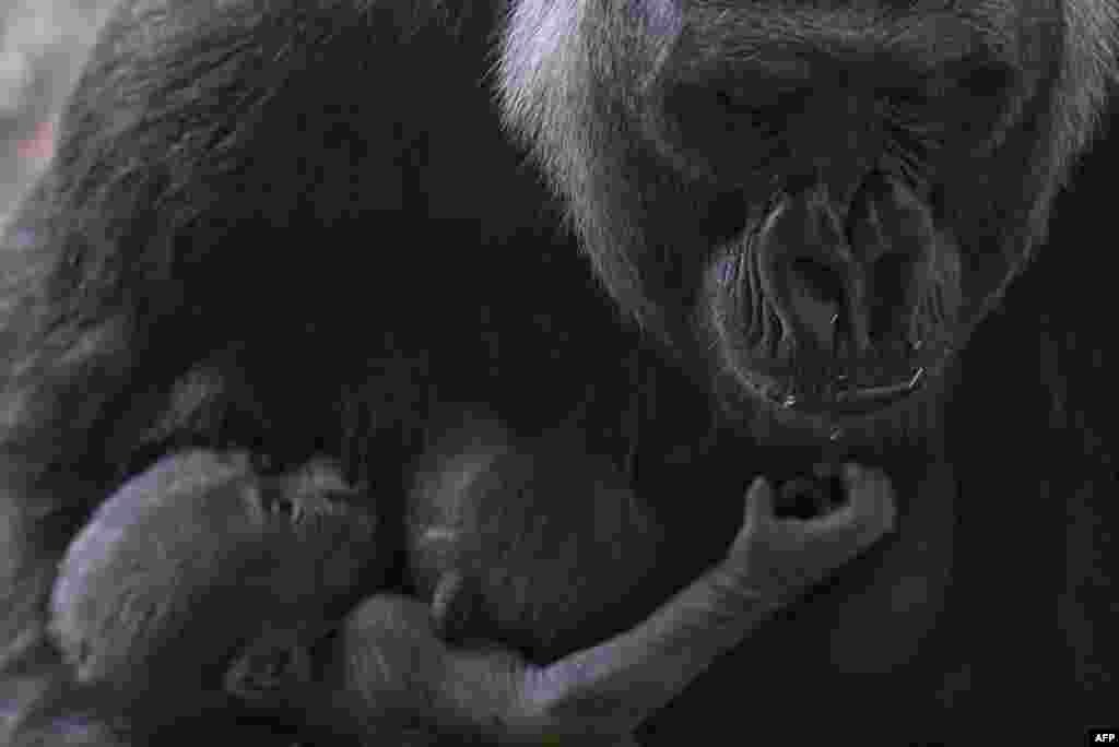 Western lowland gorilla Imbi and her baby are seen at the zoo in Belo Horizonte, Brazil.