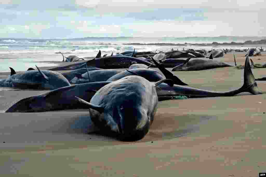 A handout photo taken and released by the Department of Natural Resources and Environment Tasmania shows dolphins stranded on a beach near Arthur River on the west coast of Tasmania, Australia. A pod of 157 dolphins was found stranded, environment officials said as veterinarians raced to the scene.