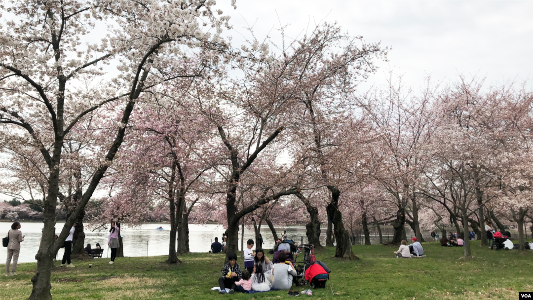 A family eats a meal under the blooming cherry trees, March 29, in Washington, D.C.