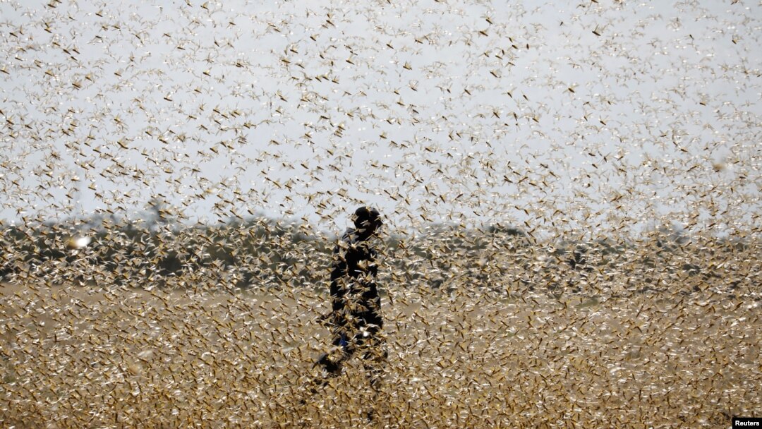 FILE - A man attempts to fend off a swarm of desert locusts at a ranch near the town of Nanyuki in Laikipia county, Kenya, Feb. 21, 2020. 