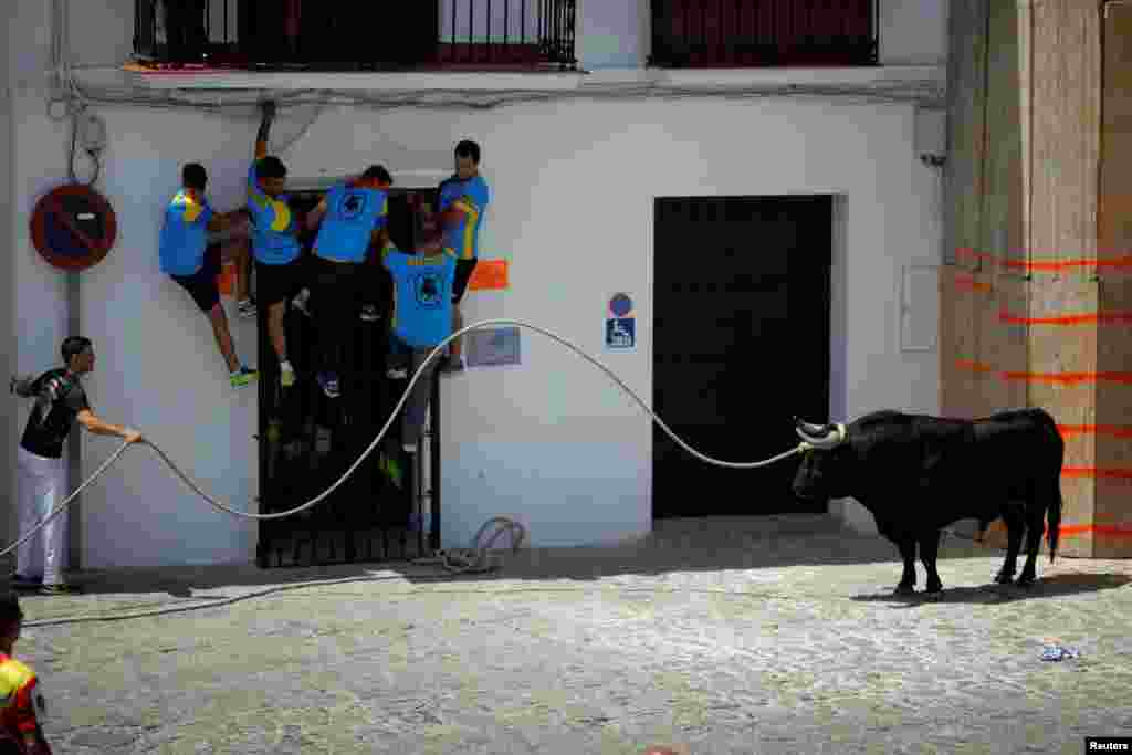 A runner tries to get the attention of a bull, named Santon, during the 'Toro de Cuerda' (Bull on Rope) festival at Plaza de Espana square in Grazalema, southern Spain.