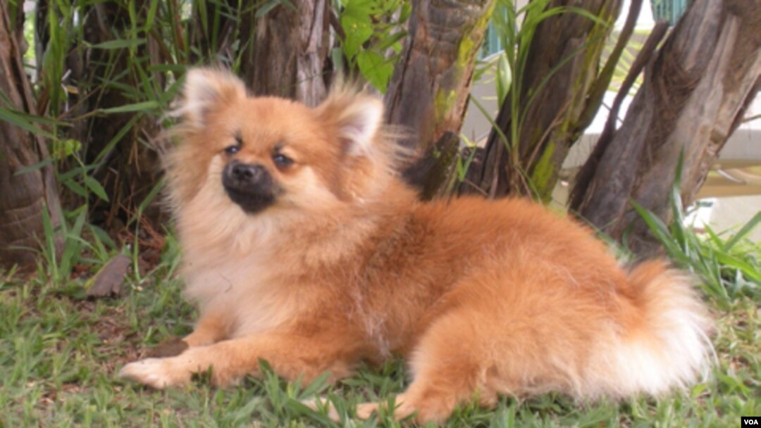 Austin, un Pomerania de diez meses que vive en Brasília y cada día aporta su pequeña participación a los grandes números.