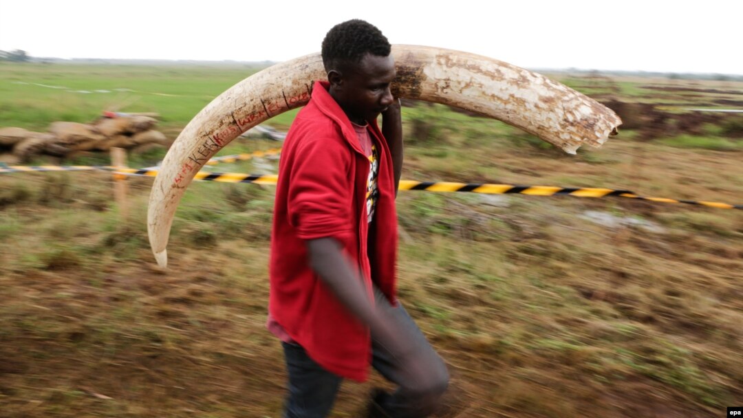 FILE - A Kenya Wildlife Service (KWS) worker carries a tusk of an elephant to a burning site at the KWS headquarters in Nairobi, Kenya, April 20, 2016. During the Giants Club Summit on Friday, African countries were encouraged to destroy their ivory stockpiles. 