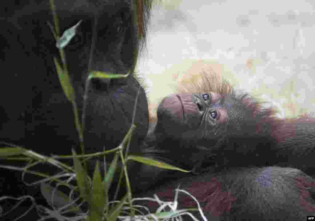 Borneo orang-utan "Theodora" (L) looks at her 8-day old baby "Java" in their enclosure at the "Menagerie du Jardin des Plantes" zoo in Paris, France.