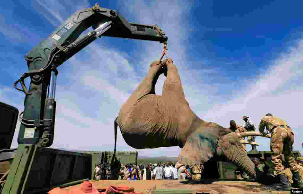 Kenya Wildlife Service rangers load a tranquilized elephant onto a truck during a translocation exercise to Ithumba Camp in Tsavo East National Park, in Solio Ranch in Nyeri County, Kenya.