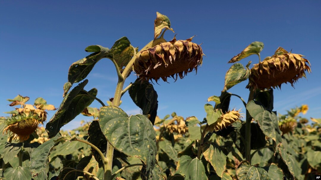 Sunflowers suffer from lack of water, as Europe is under an unusually extreme heat wave, in Ury, 112 miles south of Paris, France, Aug. 8, 2022. 