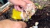 Plant Garlic Now for Next Summer’s Harvest