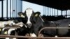 Muestras de leche pasteurizada arrojan resultados positivos a trazas de virus de gripe aviar en EEUU