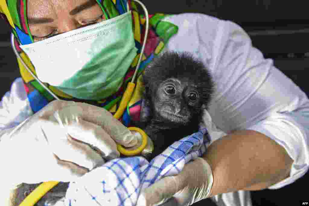 A veterinarian tends to a rescued baby black gibbon at a local nature conservation agency's office in Banda Aceh, Aceh province, Indonesia.