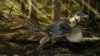 New Dinosaur Called 'Fluffy Feathered Poodle From Hell'
