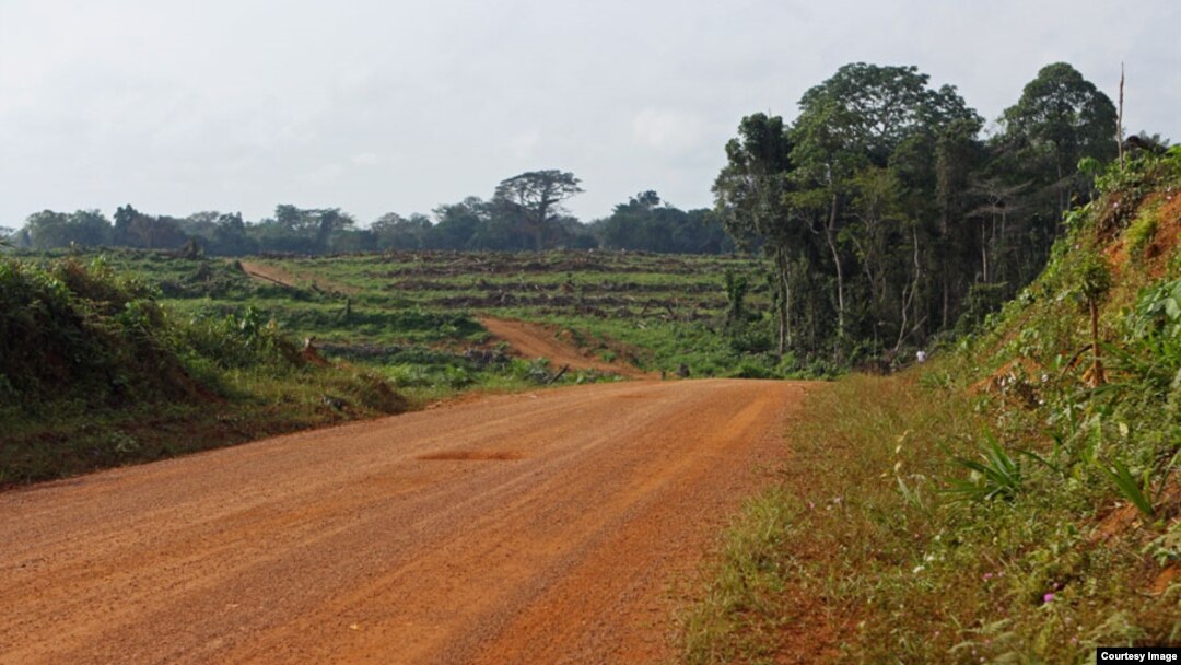 Clear cutting of tropical forest in Liberia's Sinoe County to make room for palm oil plantation. Many of the trees are left to rot. Credit Dan Klotz